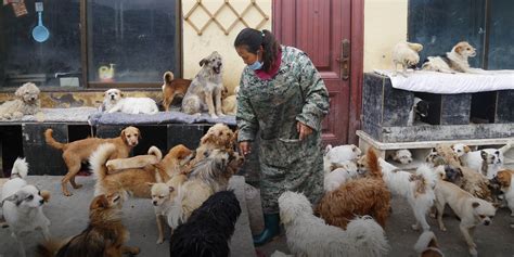 are there animal cruelty laws in china